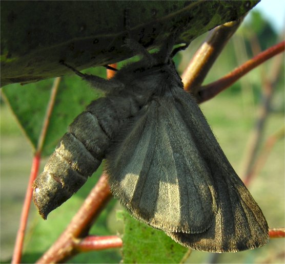 larve di lepidottero defoliatore: Clostera anastomosis